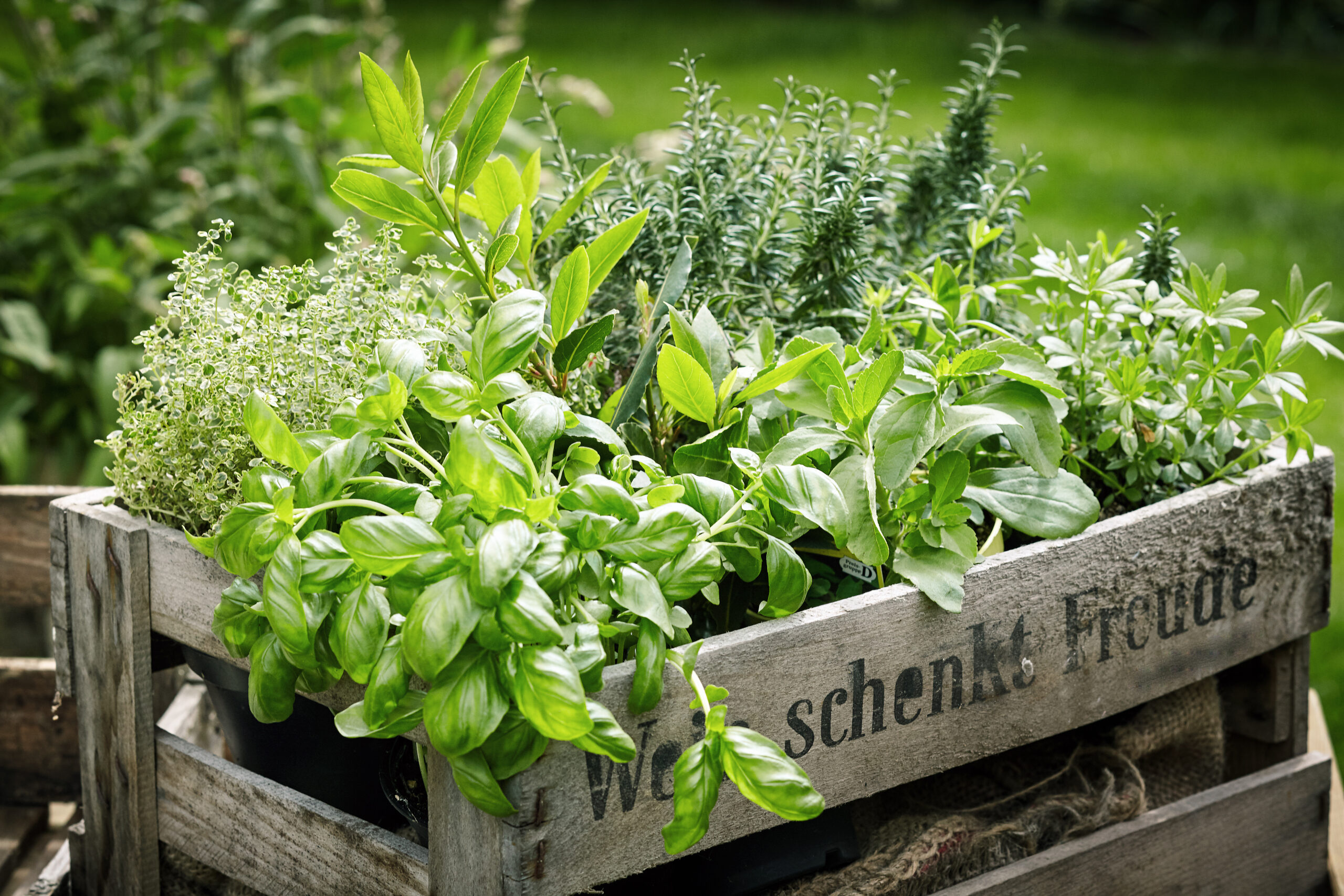 Pots of assorted fresh herbs in a wooden crate