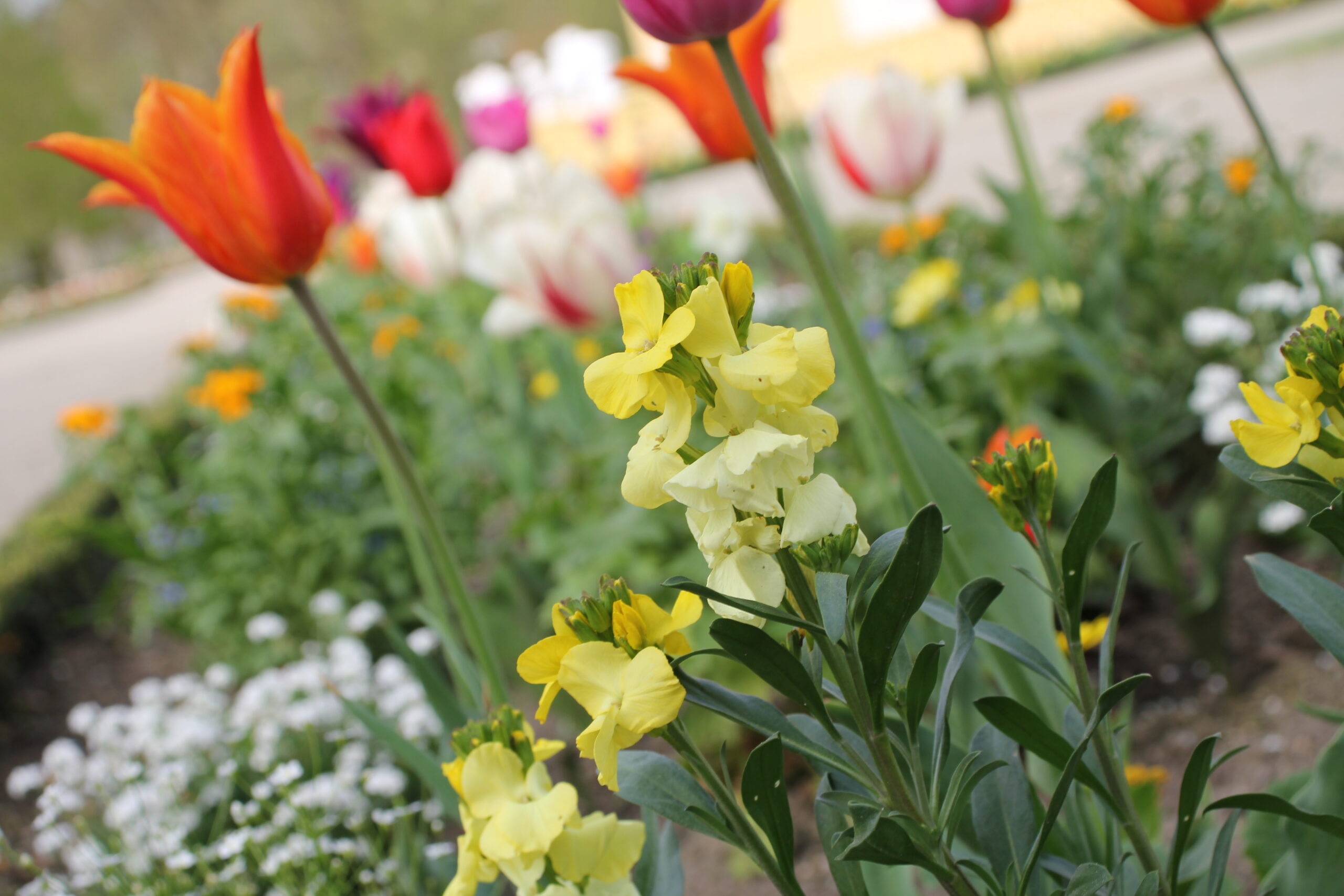 pretty flowers